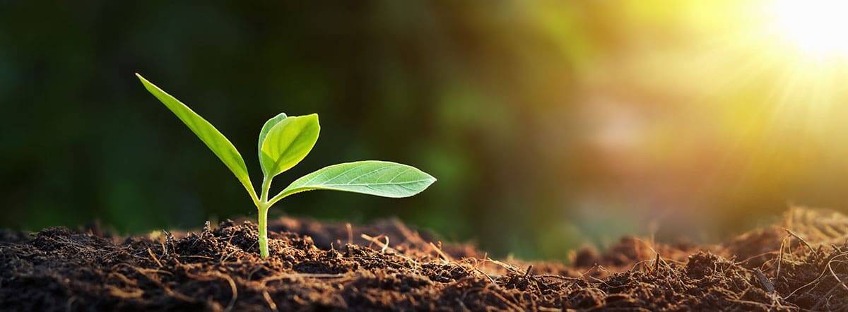 Forestry Sustainability
